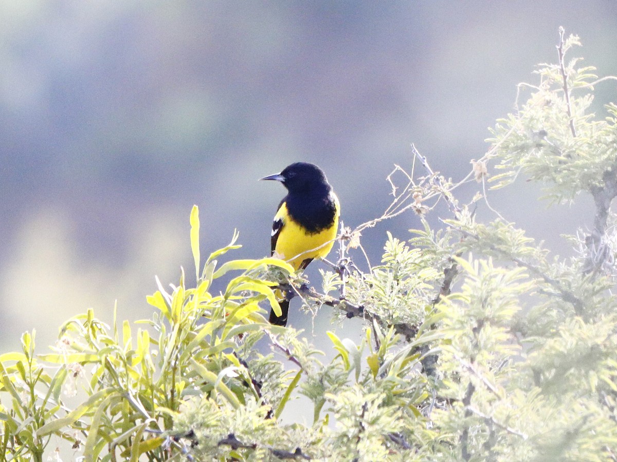 Scott's Oriole - ML646760384
