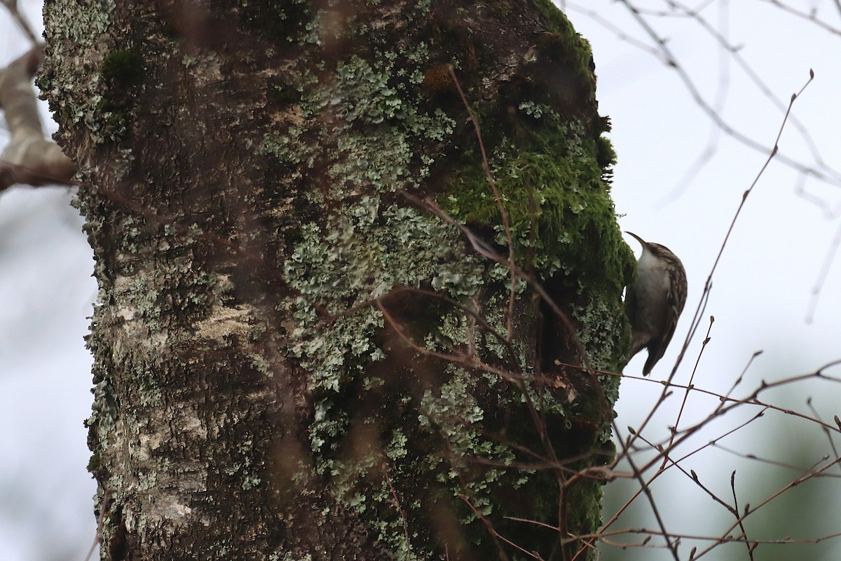 טפס-עצים קצר-אצבעות - ML646760386