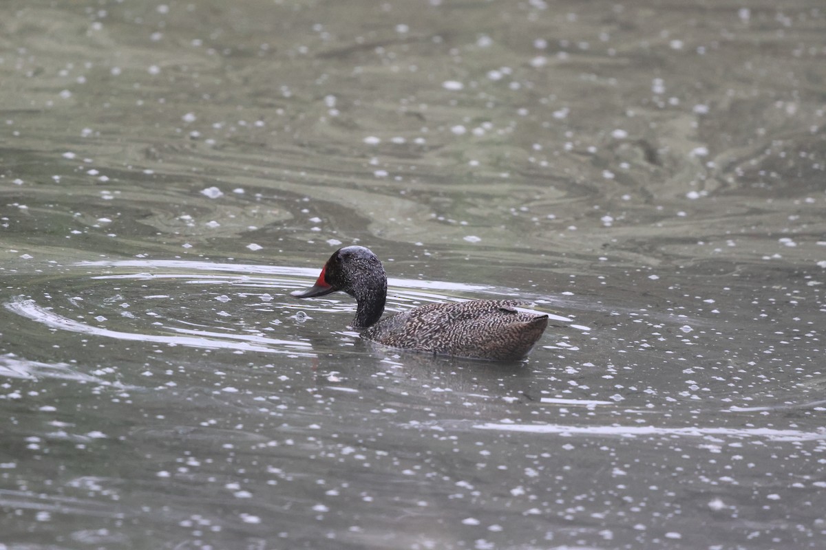 Freckled Duck - ML646760387