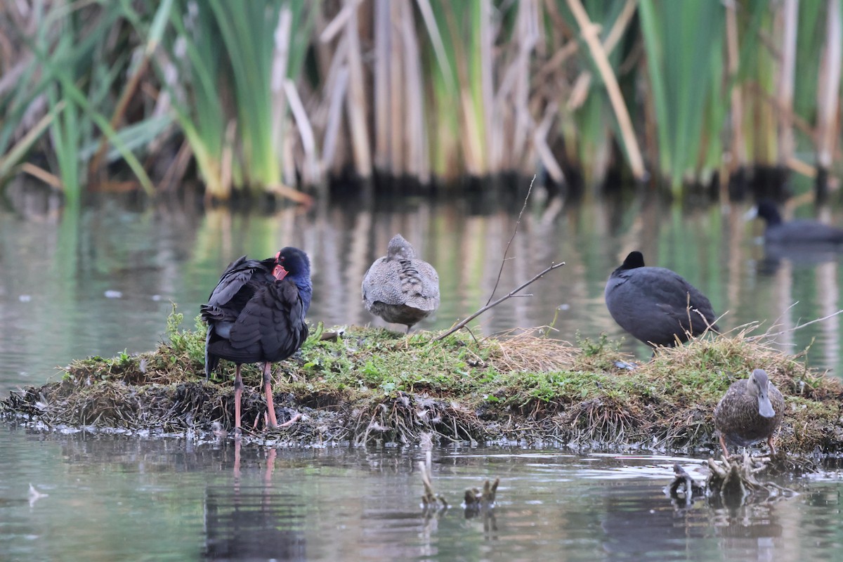 Freckled Duck - ML646760388