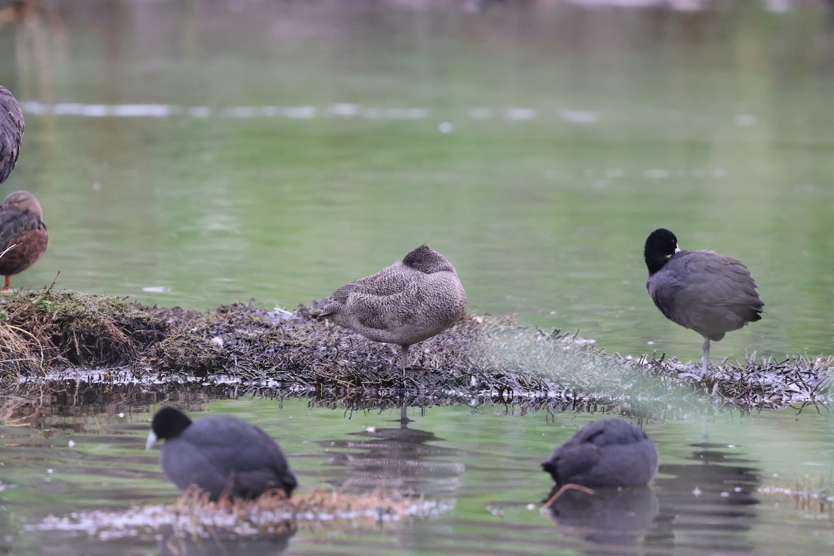 Freckled Duck - ML646760389