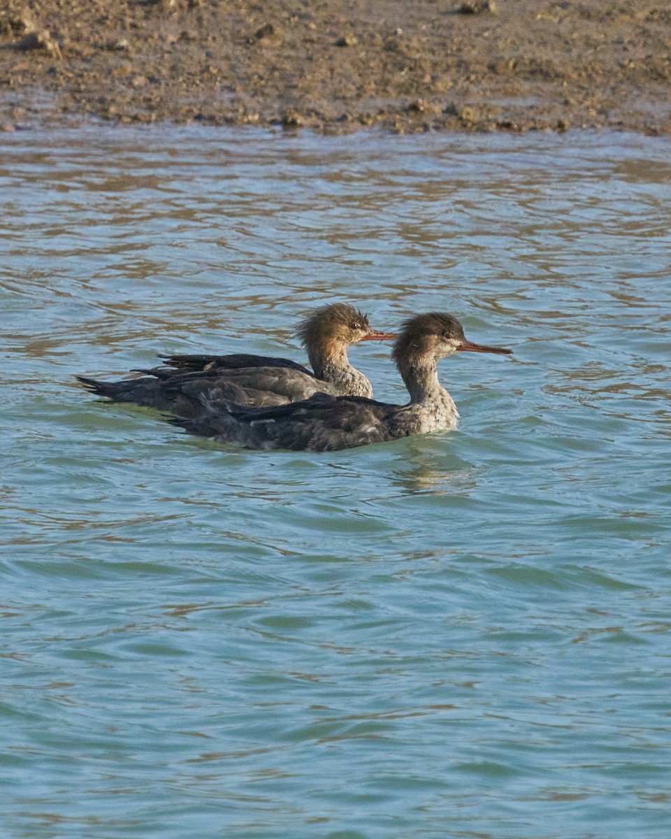 Serreta Mediana - ML646760390