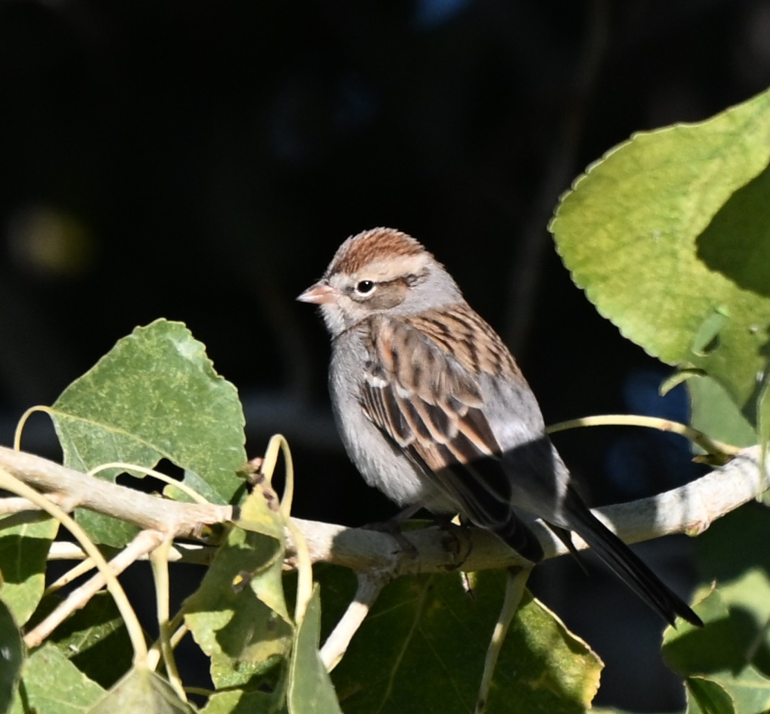 Chipping Sparrow - ML646760391