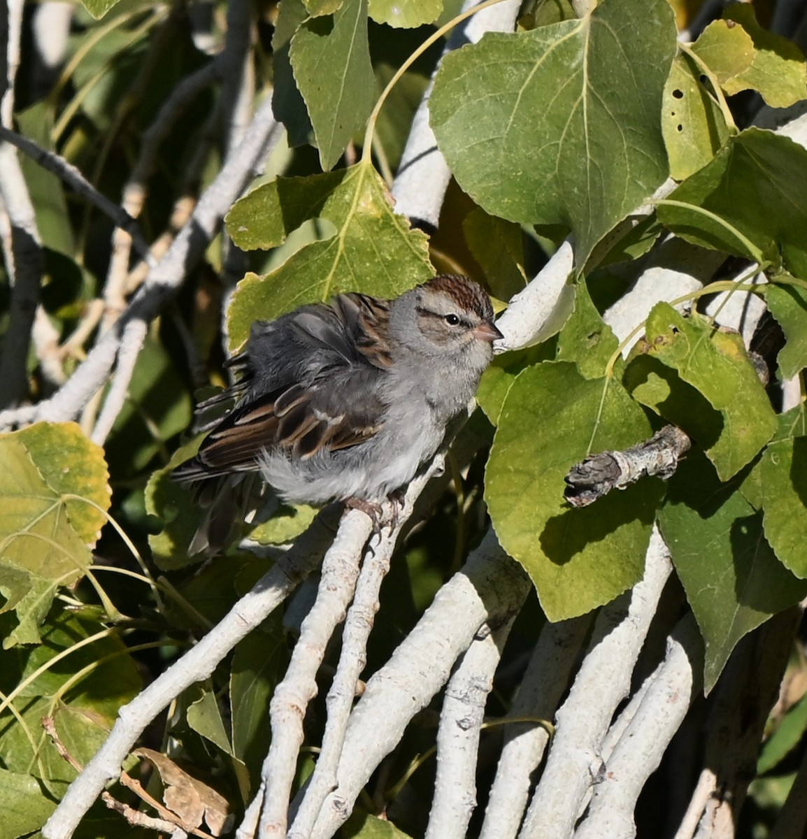 Chipping Sparrow - ML646760392
