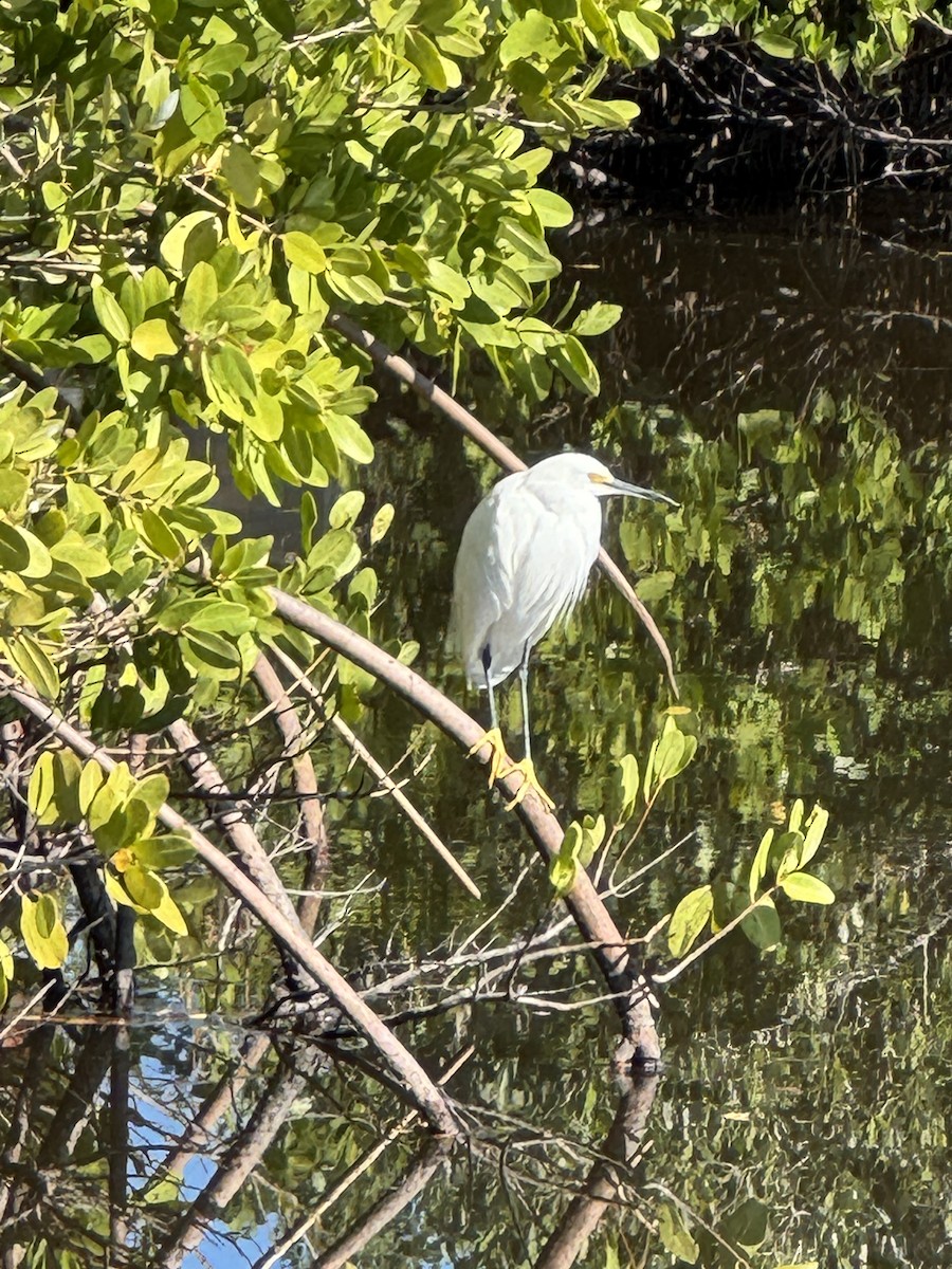 Snowy Egret - ML646760394