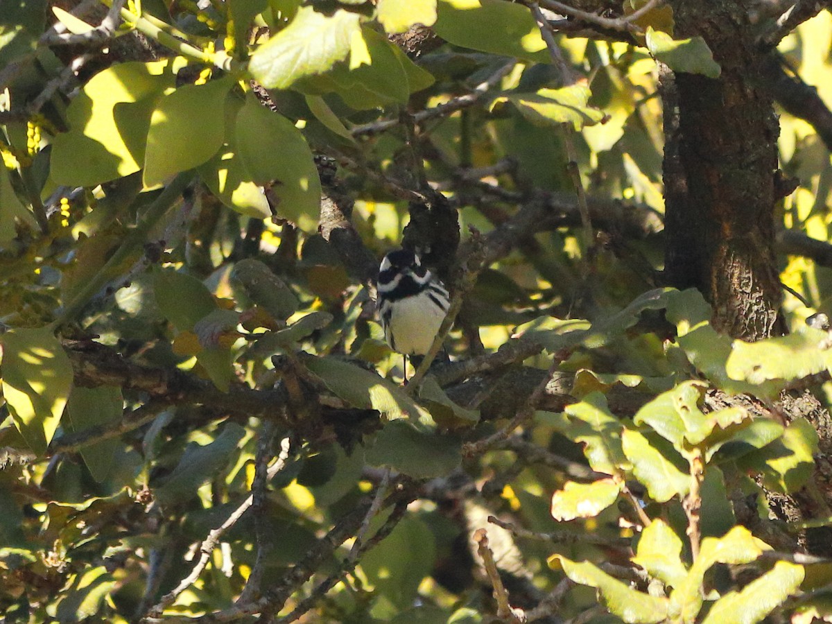 Black-throated Gray Warbler - ML646760395
