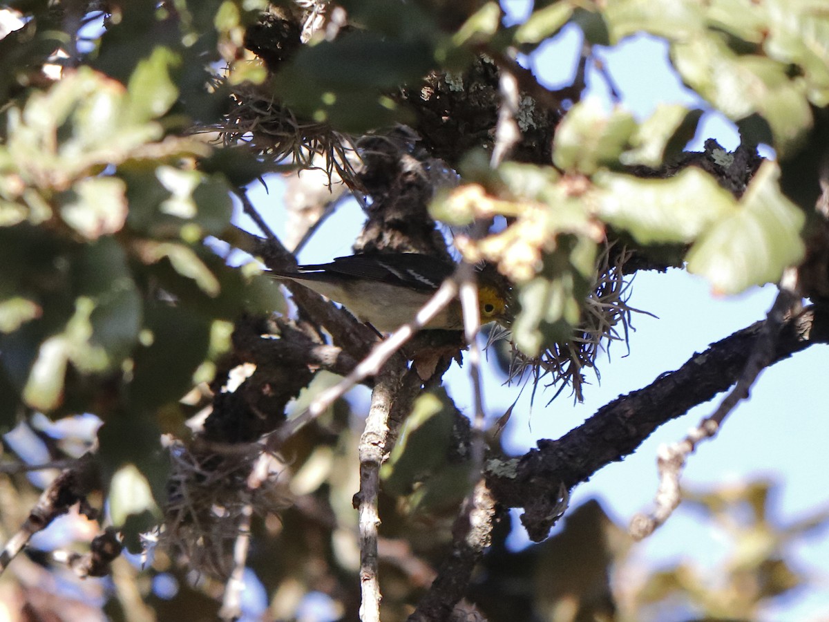 Hermit Warbler - ML646760396