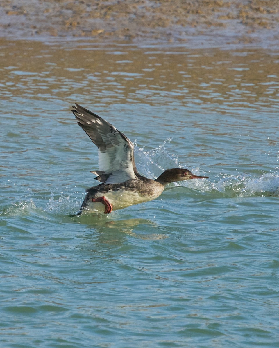 Serreta Mediana - ML646760398