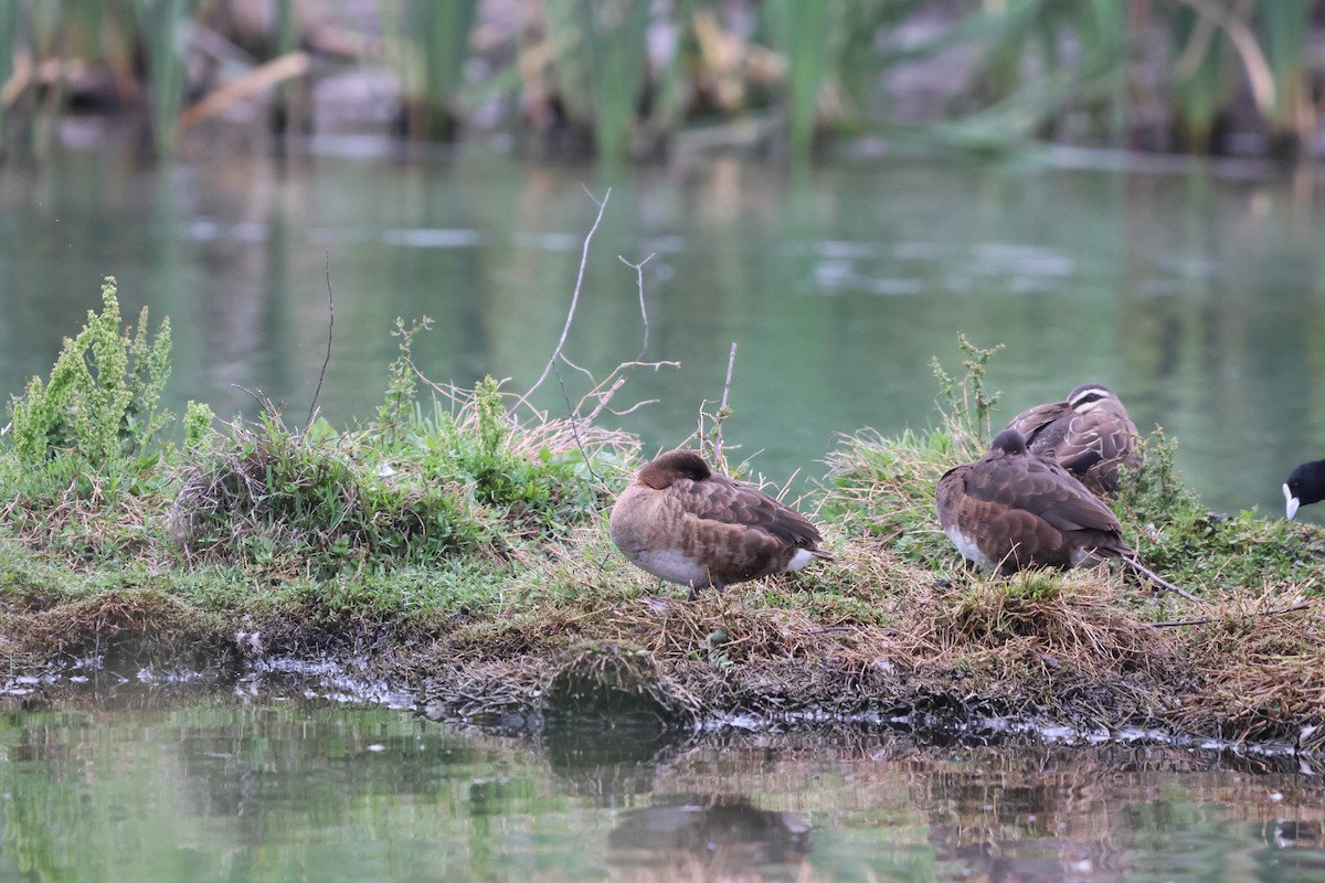 Hardhead - ML646760399