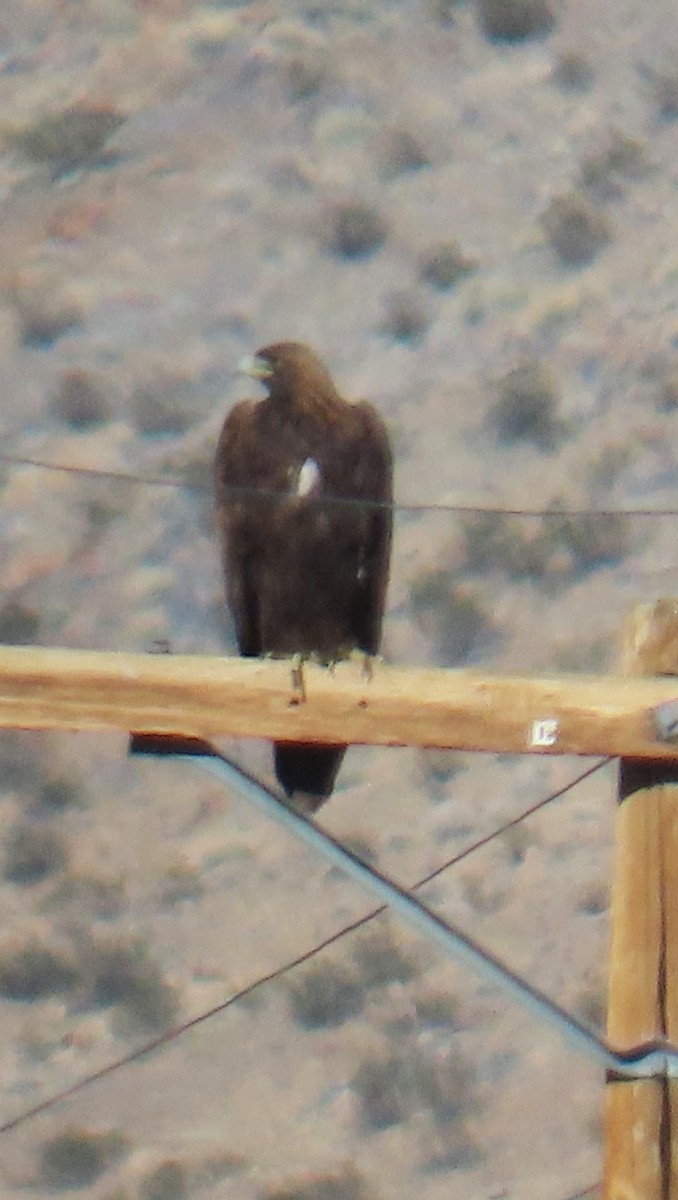 Águila Real - ML646760400