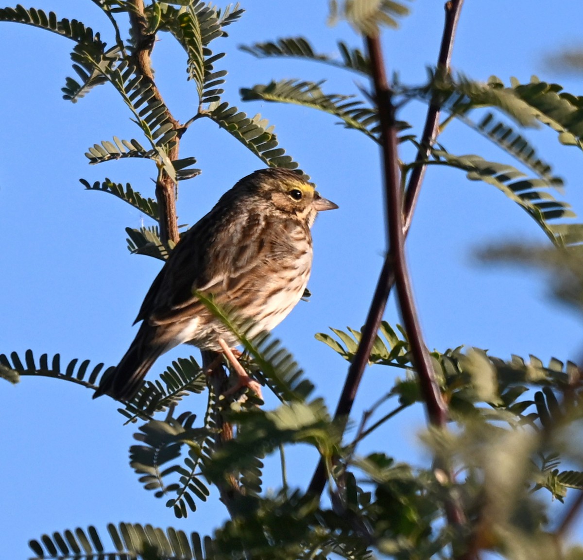 Savannah Sparrow - ML646760401
