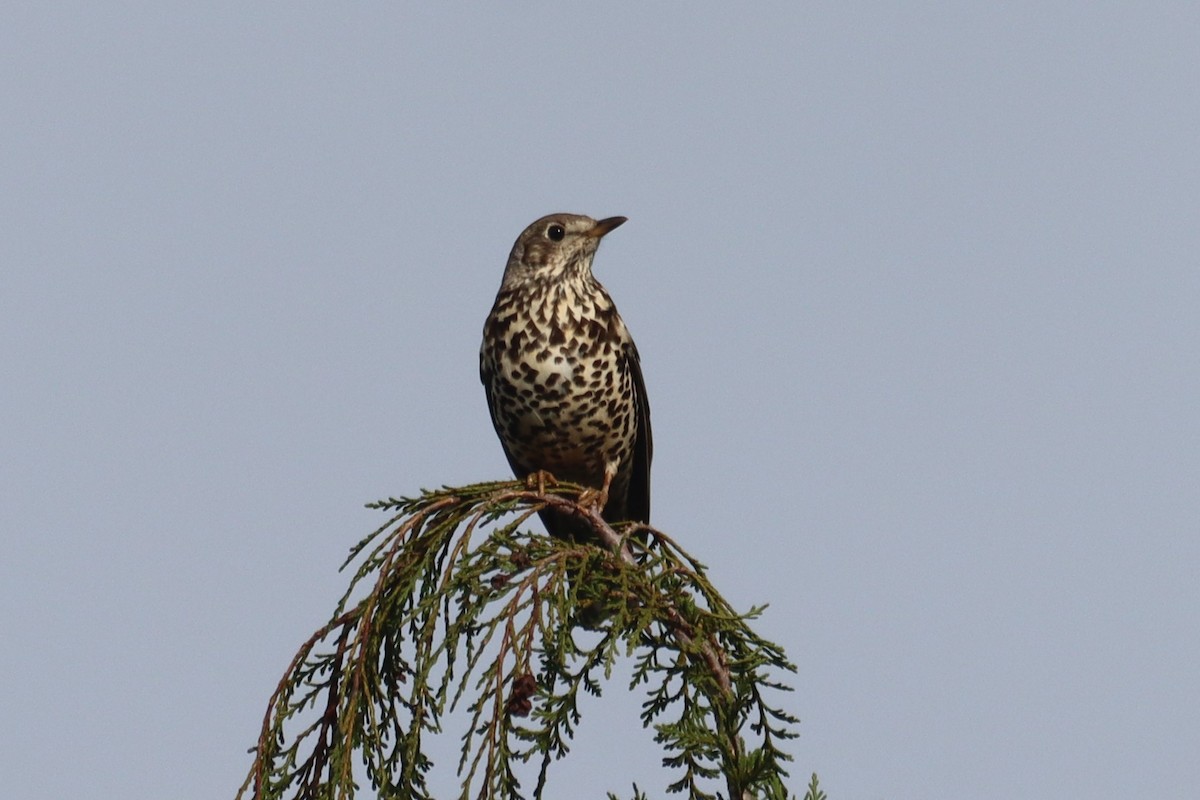 ヤドリギツグミ - ML646760402