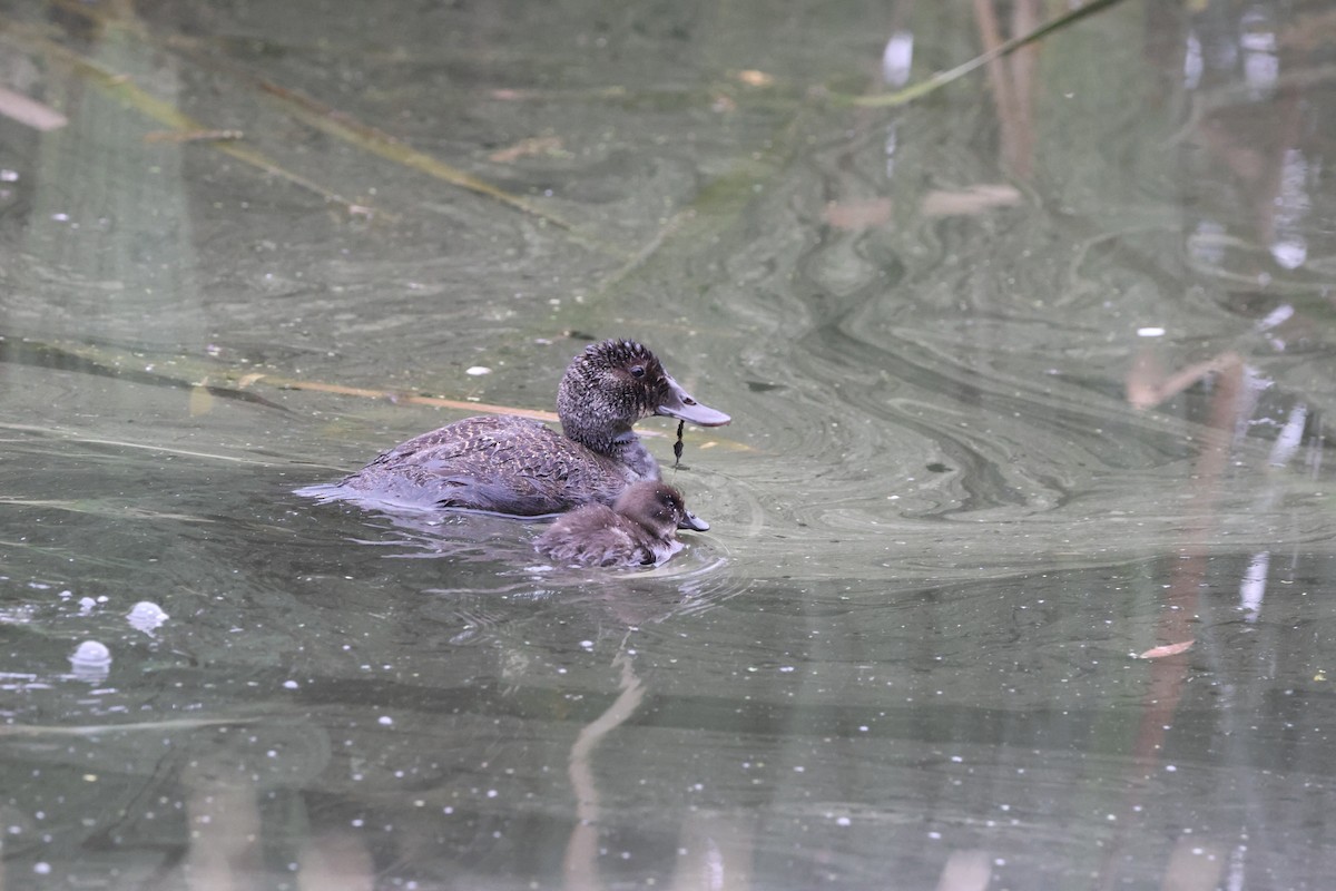 Blue-billed Duck - ML646760403