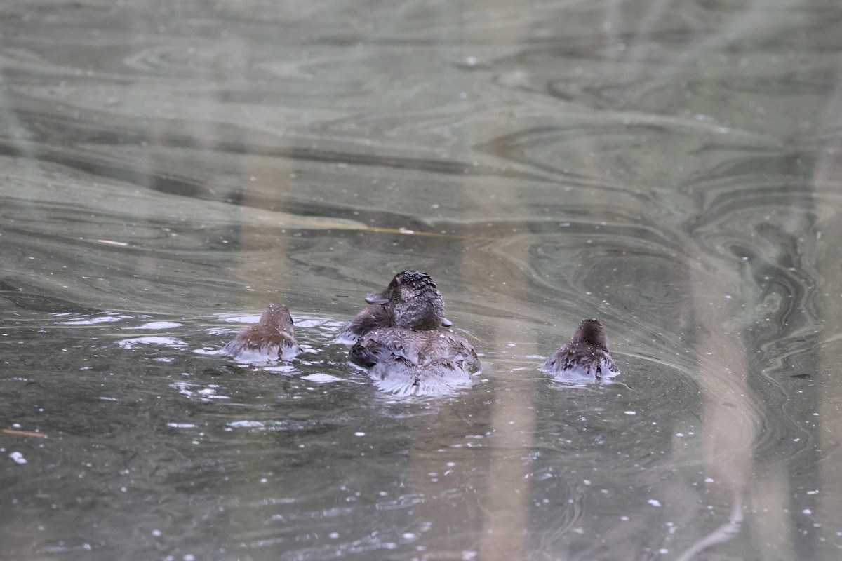 Blue-billed Duck - ML646760404