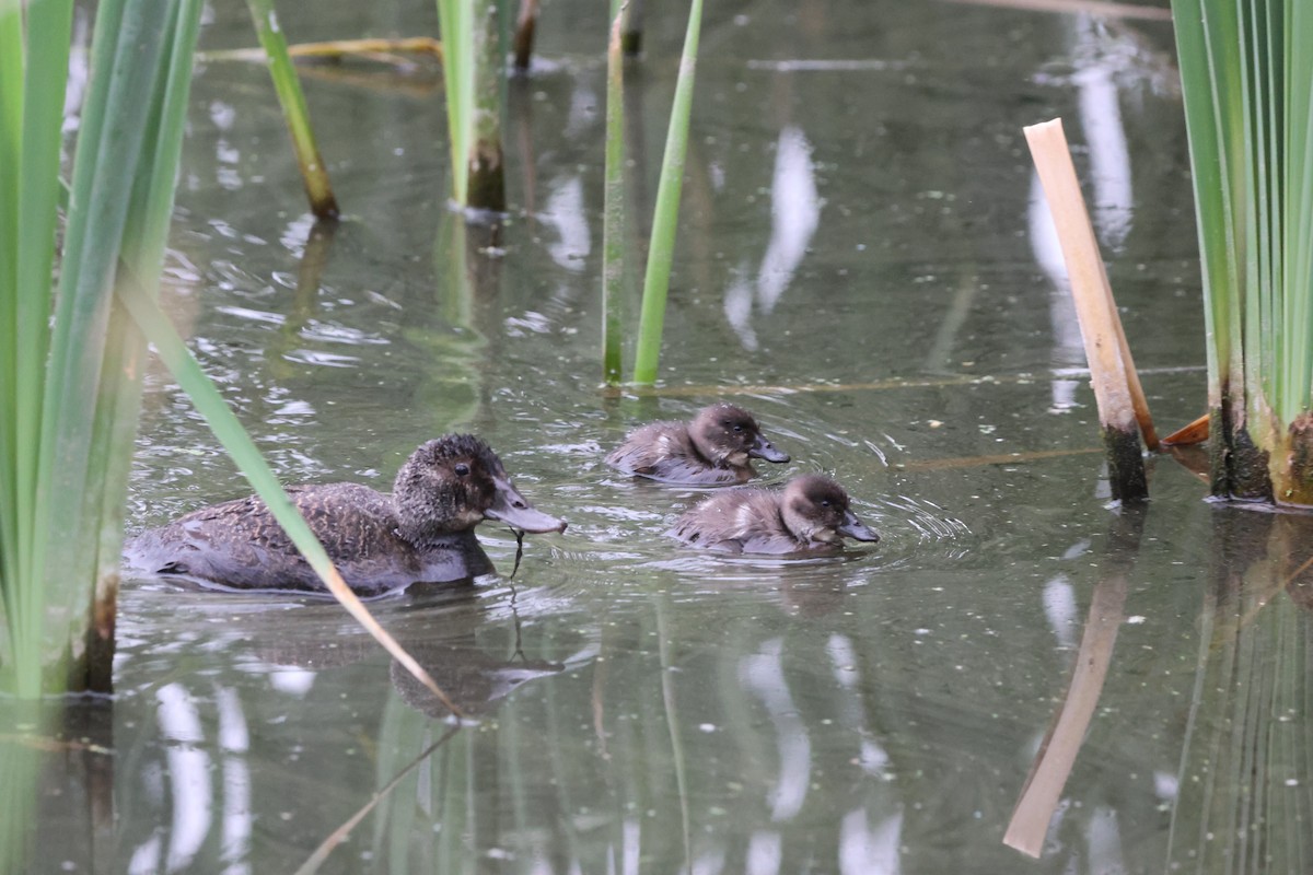 Blue-billed Duck - ML646760405