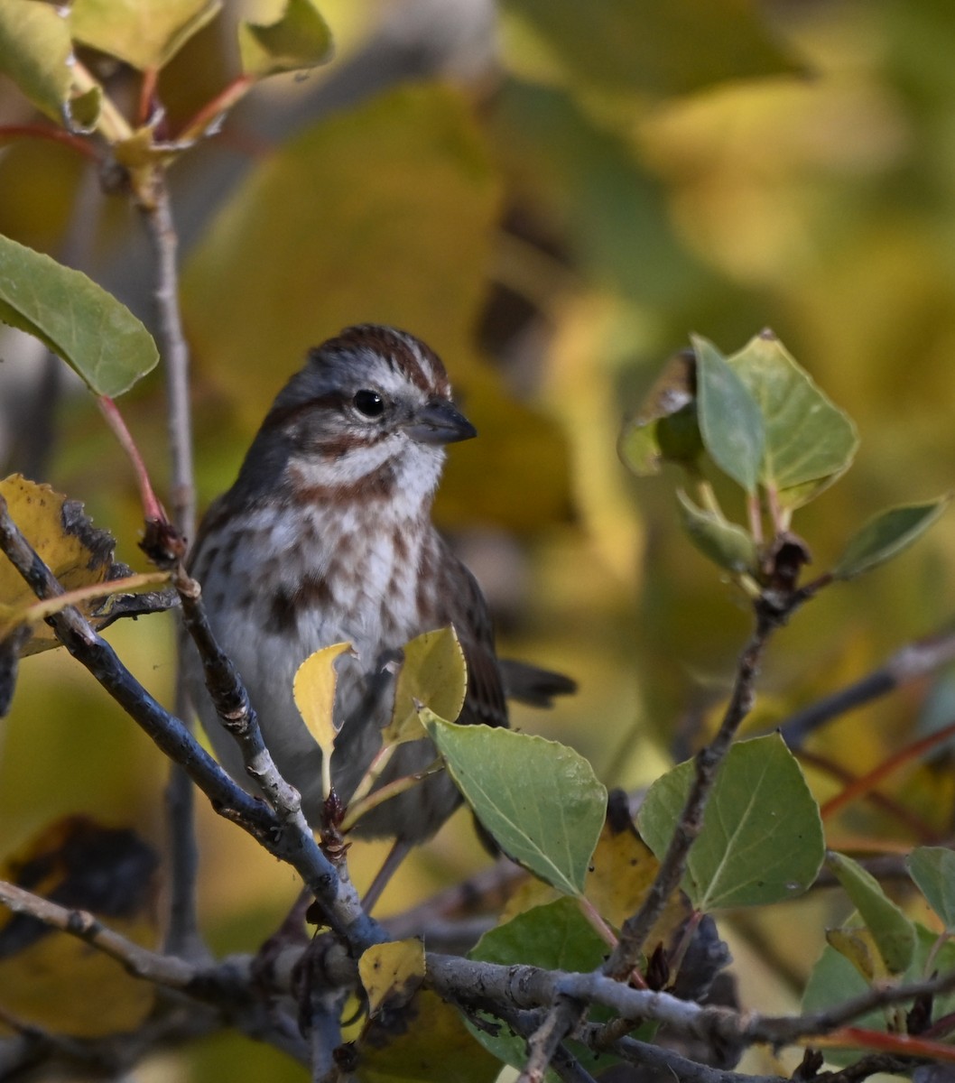 Song Sparrow (montana/merrilli) - ML646760430