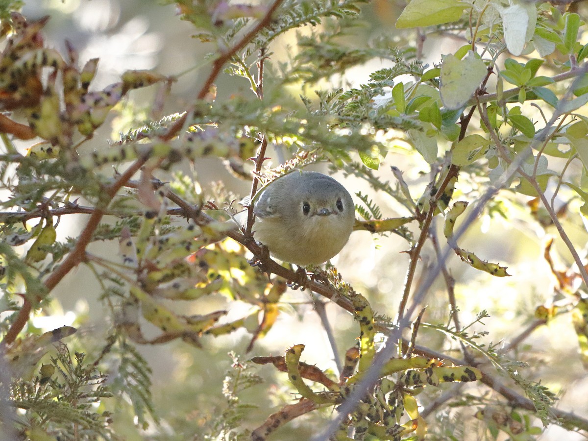 Ruby-crowned Kinglet - ML646760432