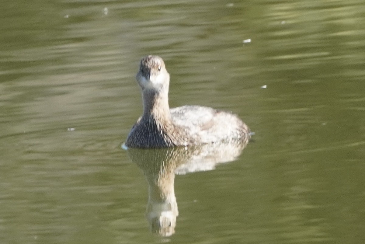 オビハシカイツブリ - ML646760433