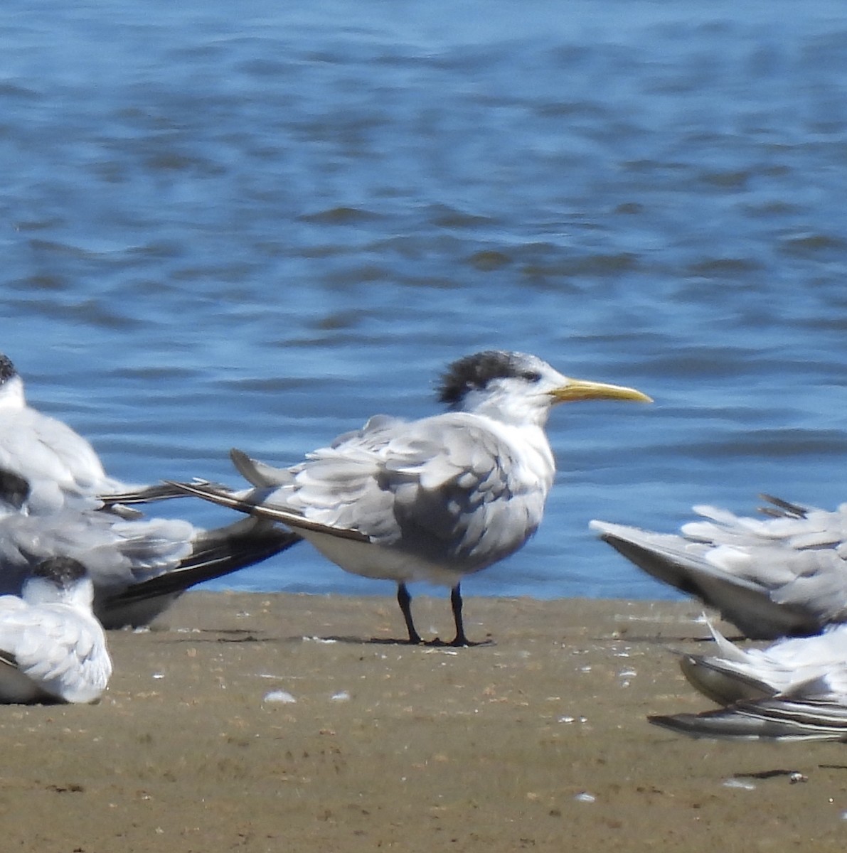 Great Crested Tern - ML646760434