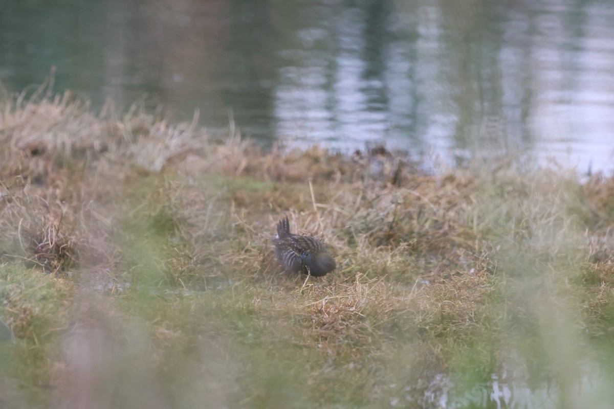 Australian Crake - ML646760435