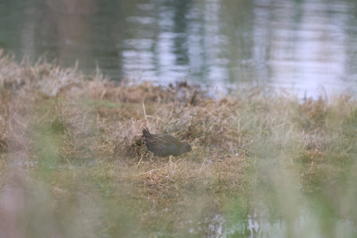 Australian Crake - ML646760436