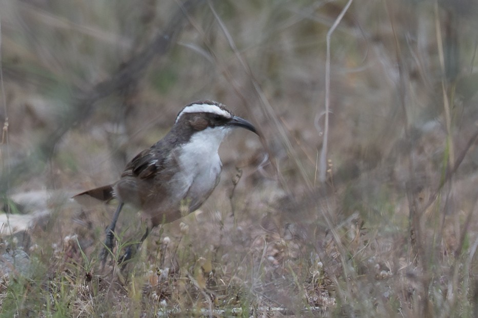 マミジロオーストラリアマルハシ - ML646760438