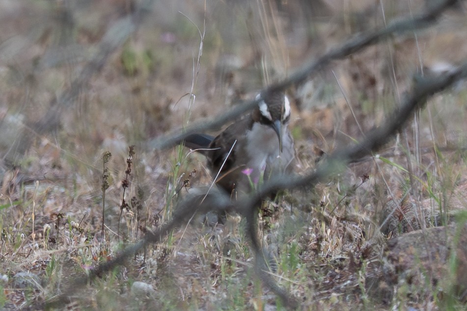 マミジロオーストラリアマルハシ - ML646760439
