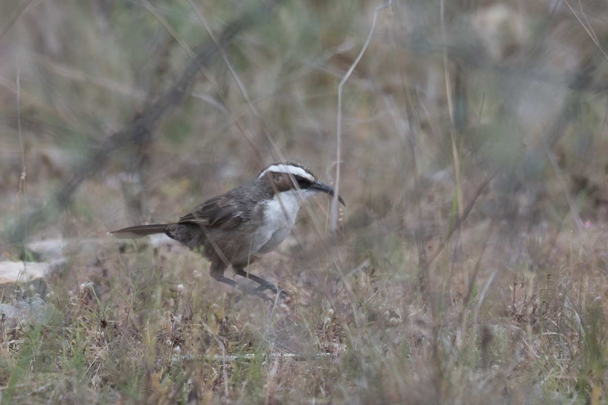 マミジロオーストラリアマルハシ - ML646760440