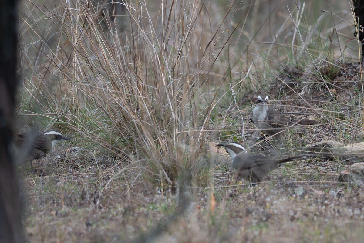 マミジロオーストラリアマルハシ - ML646760441