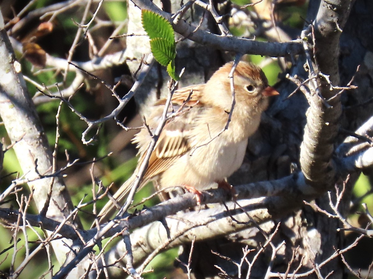Field Sparrow - ML646760443