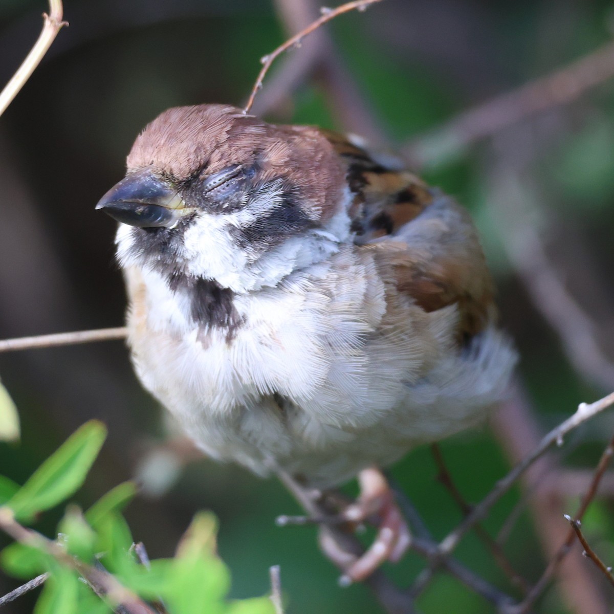 Gorrión Molinero - ML646760444