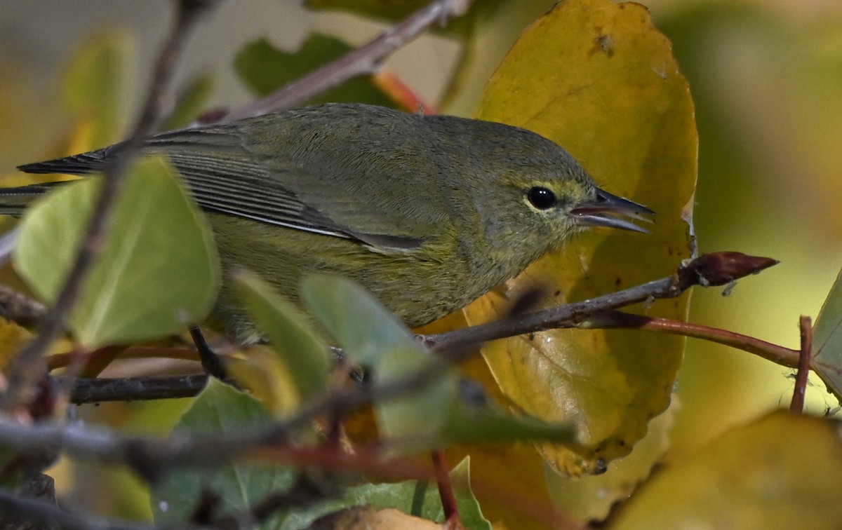Orange-crowned Warbler - ML646760445