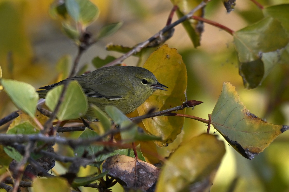 Orange-crowned Warbler - ML646760446