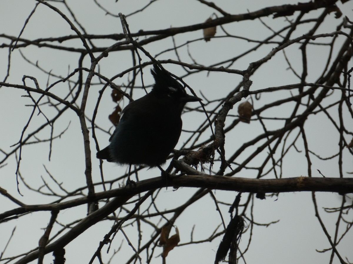 Steller's Jay (Southwest Interior) - ML646760447