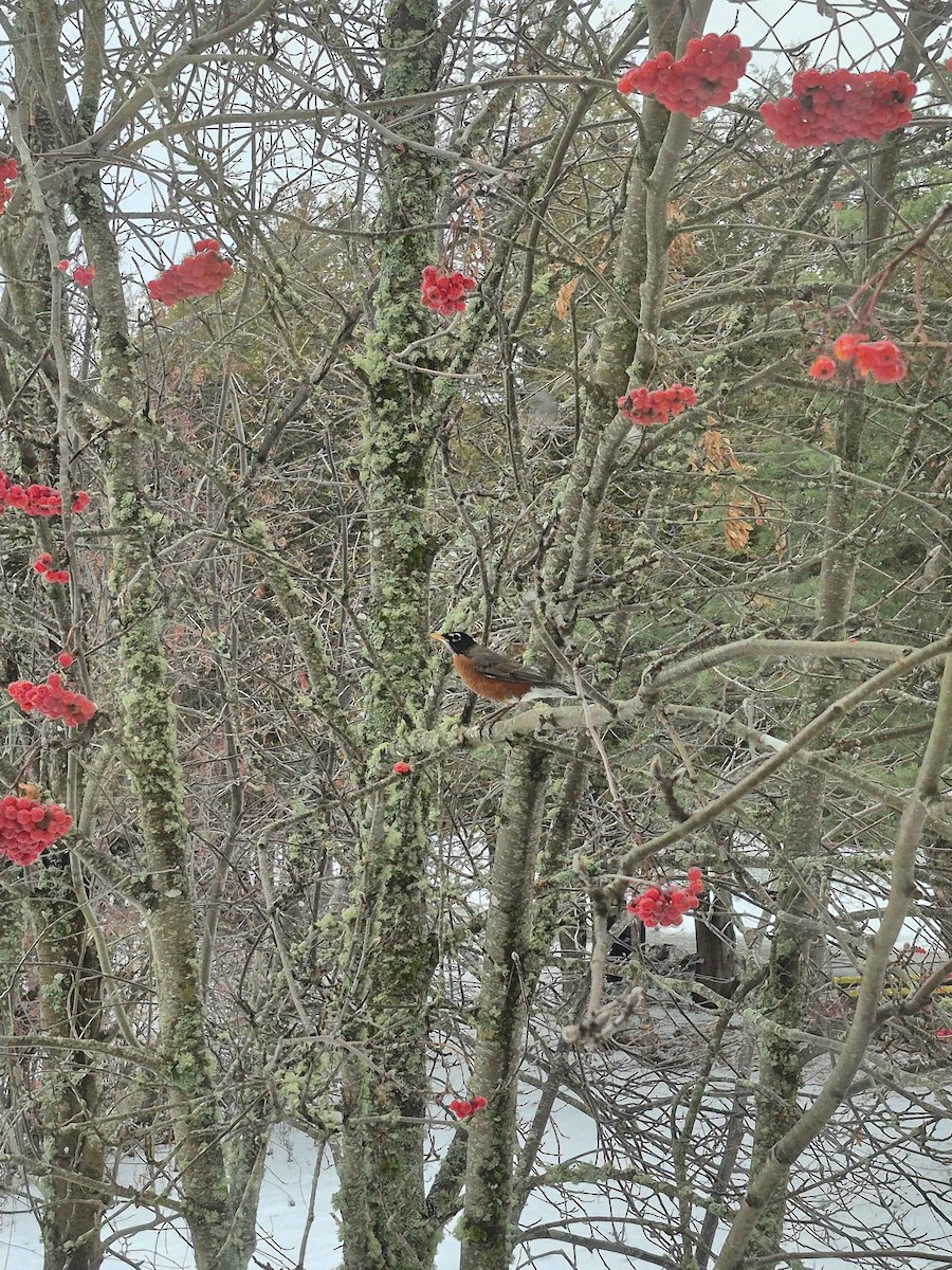 American Robin - ML646760448