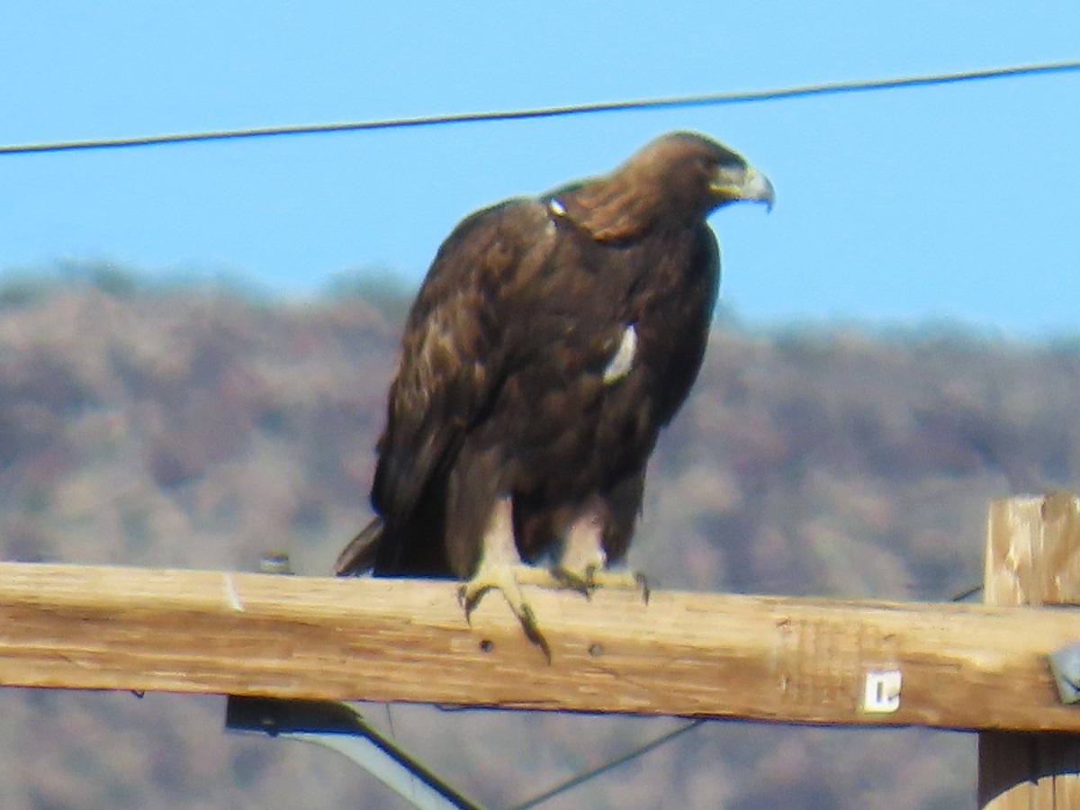 Águila Real - ML646760449