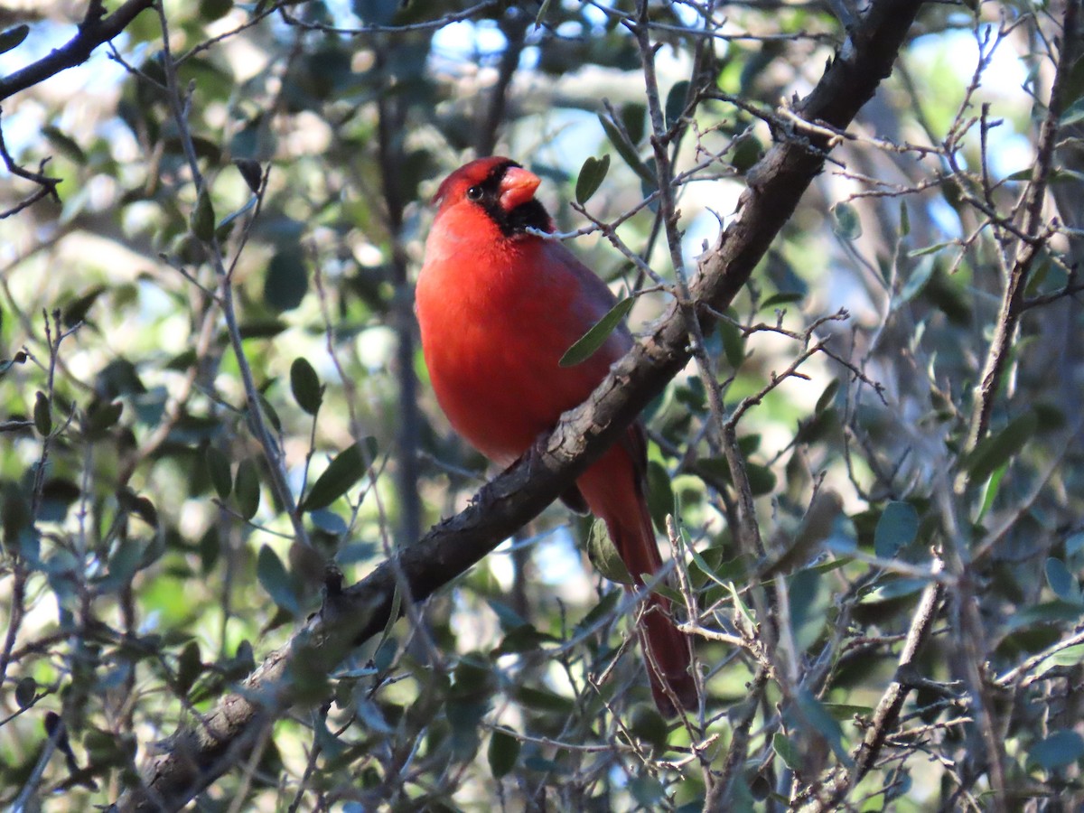 Northern Cardinal - ML646760450