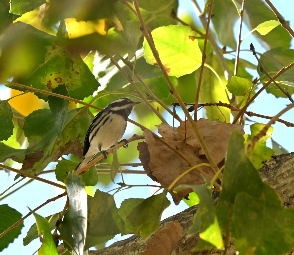 Black-throated Gray Warbler - ML646760451