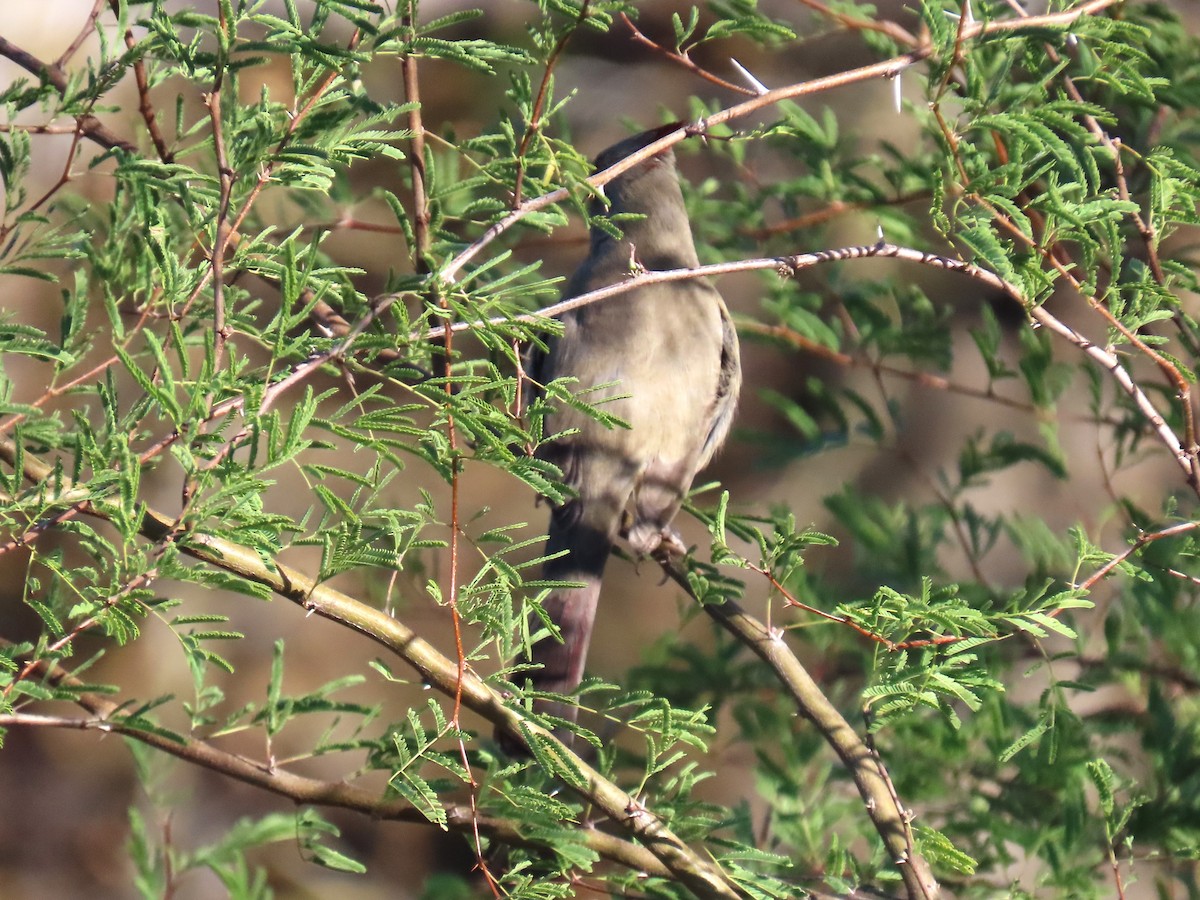 Pyrrhuloxia - ML646760453