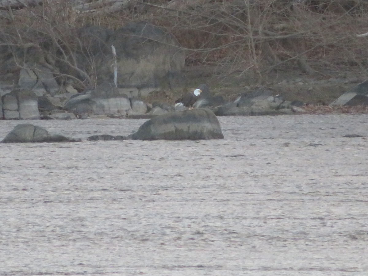 Bald Eagle - ML646760455