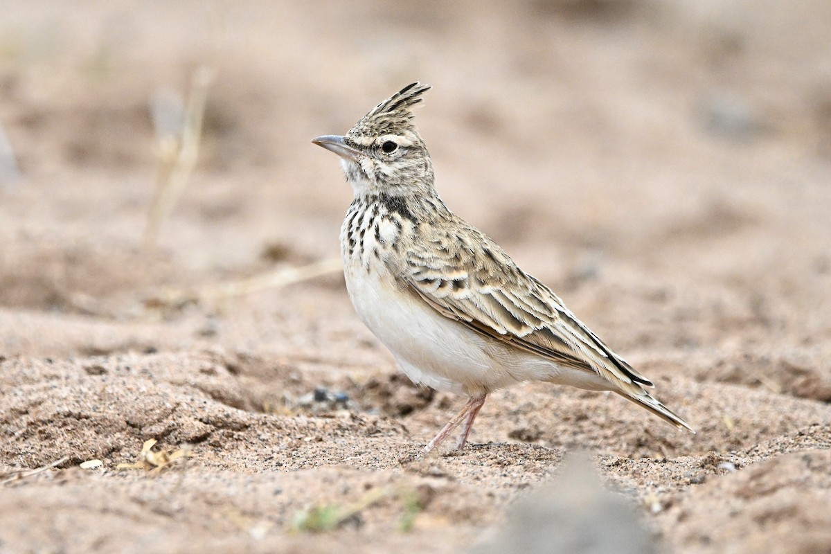 Crested Lark - ML646760459
