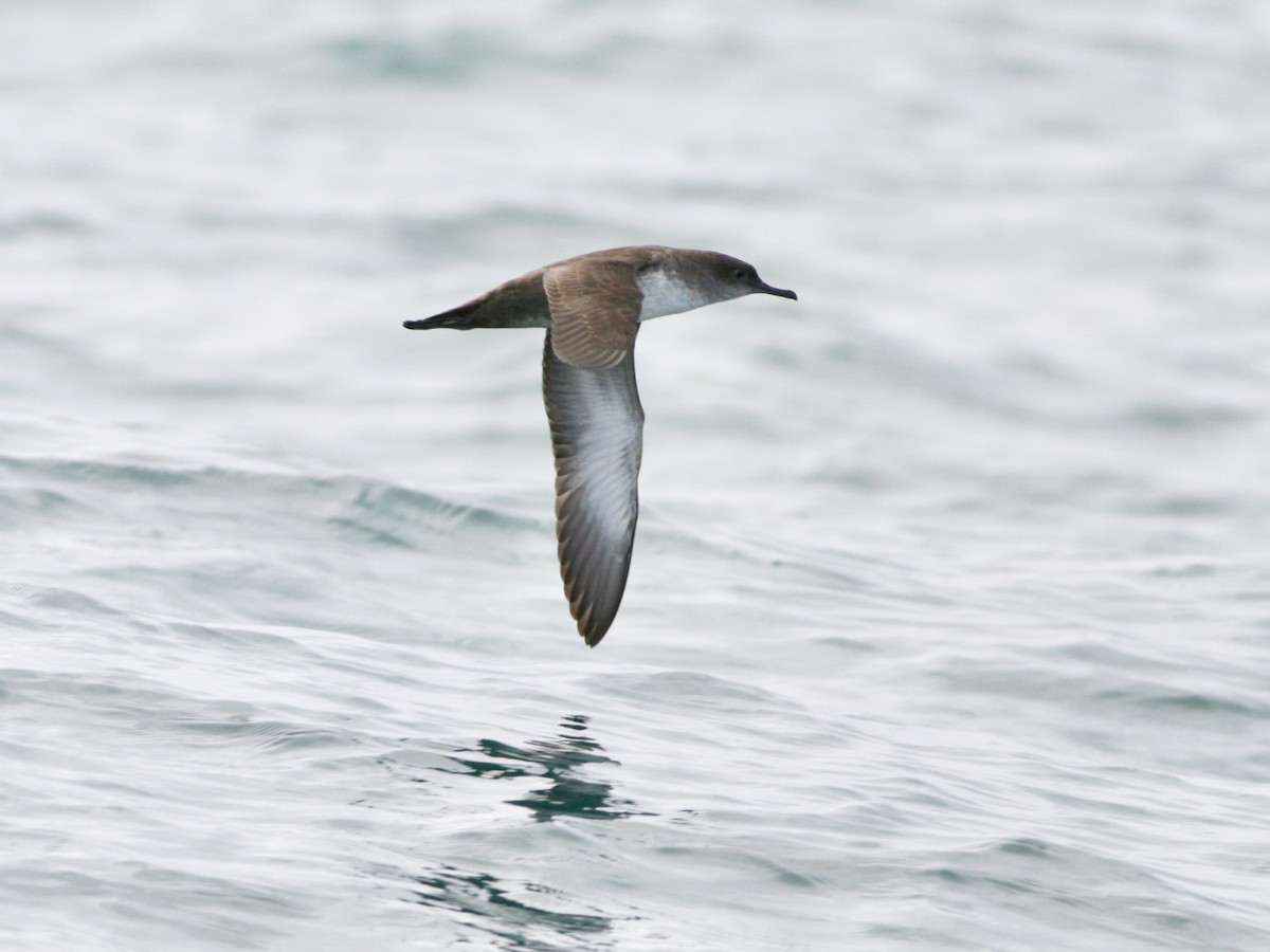 Gabai balearra - ML646760460