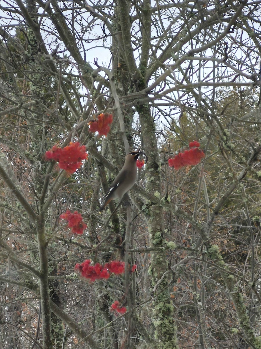 Bohemian Waxwing - ML646760461