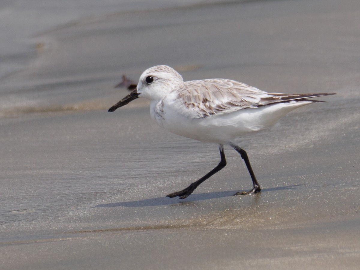 ミユビシギ - ML646760462