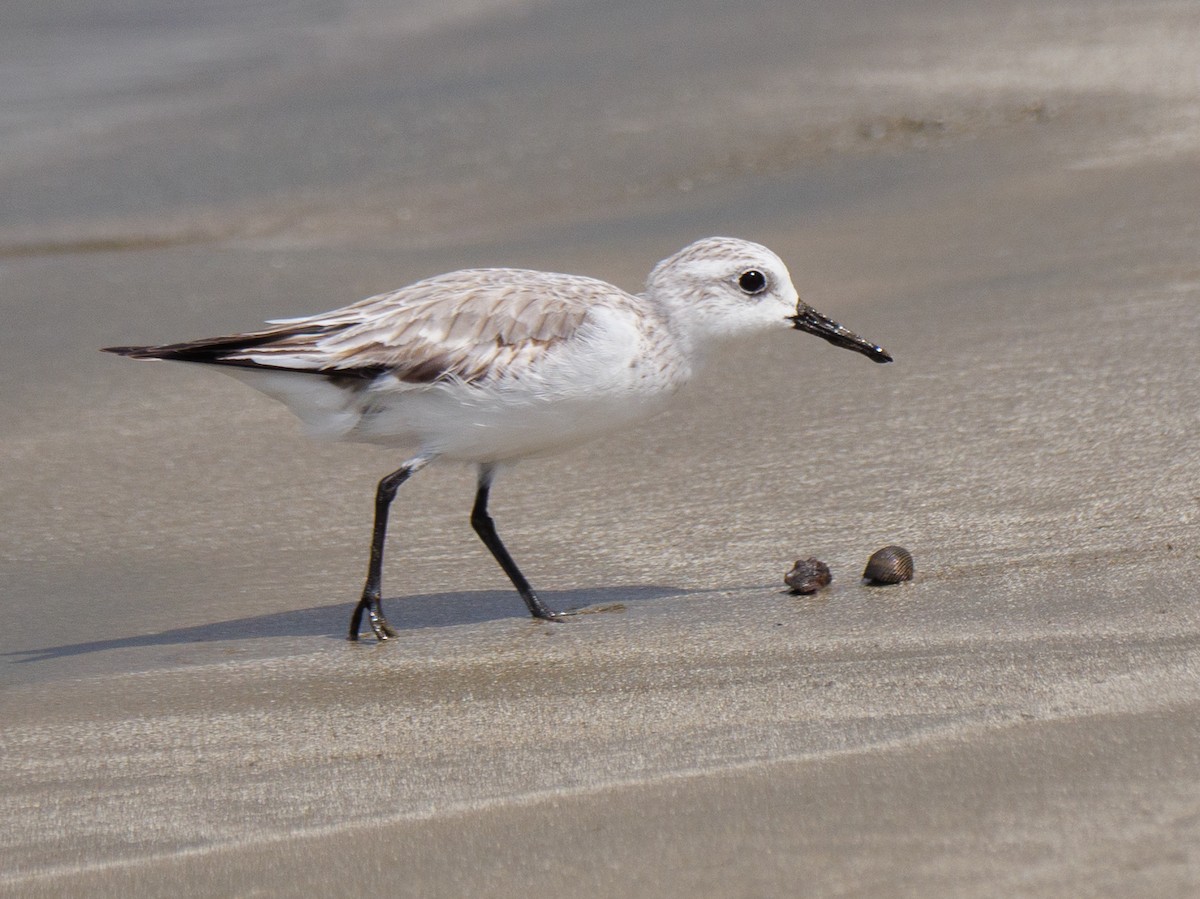 ミユビシギ - ML646760463