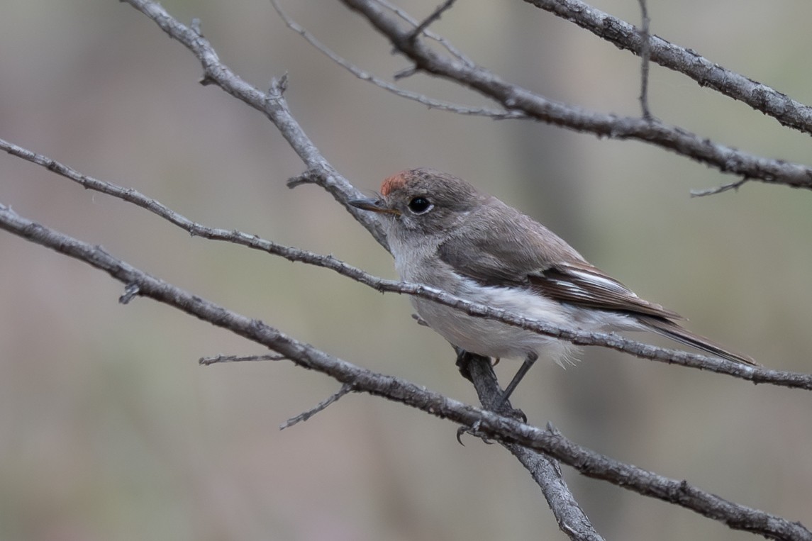 アカビタイサンショクヒタキ - ML646760465