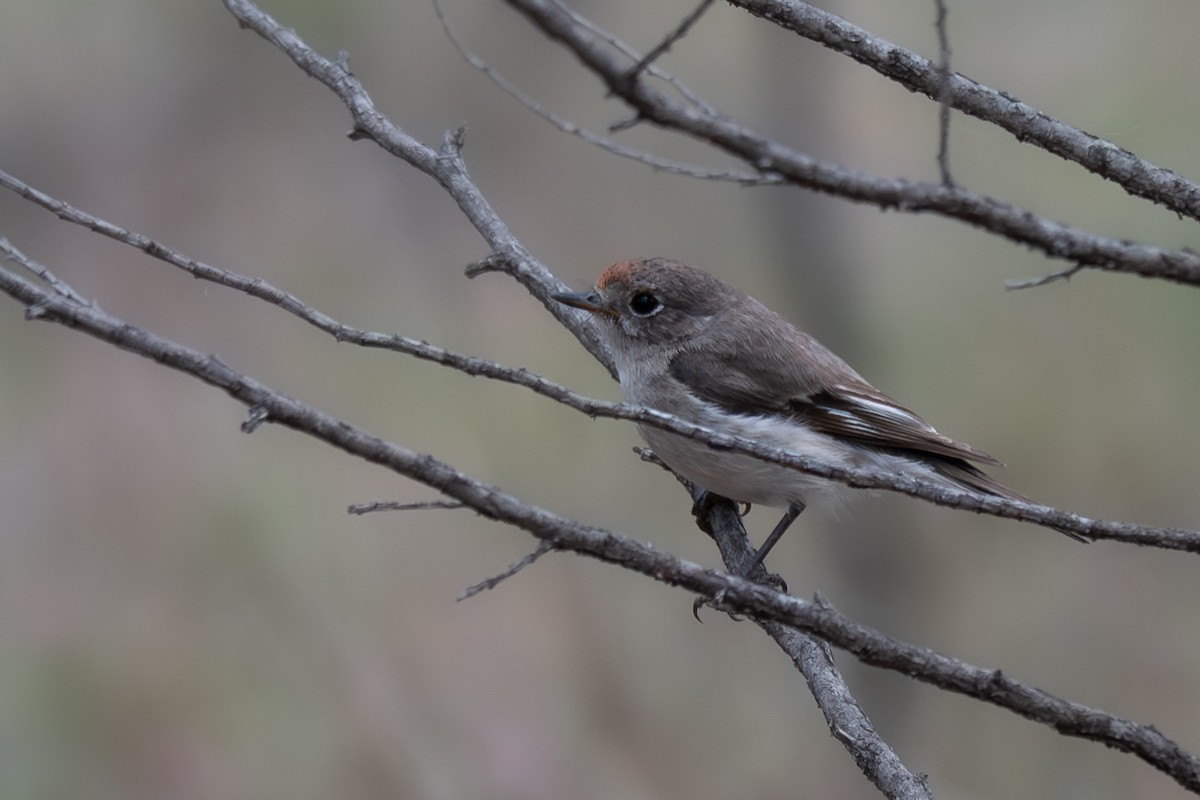 アカビタイサンショクヒタキ - ML646760466