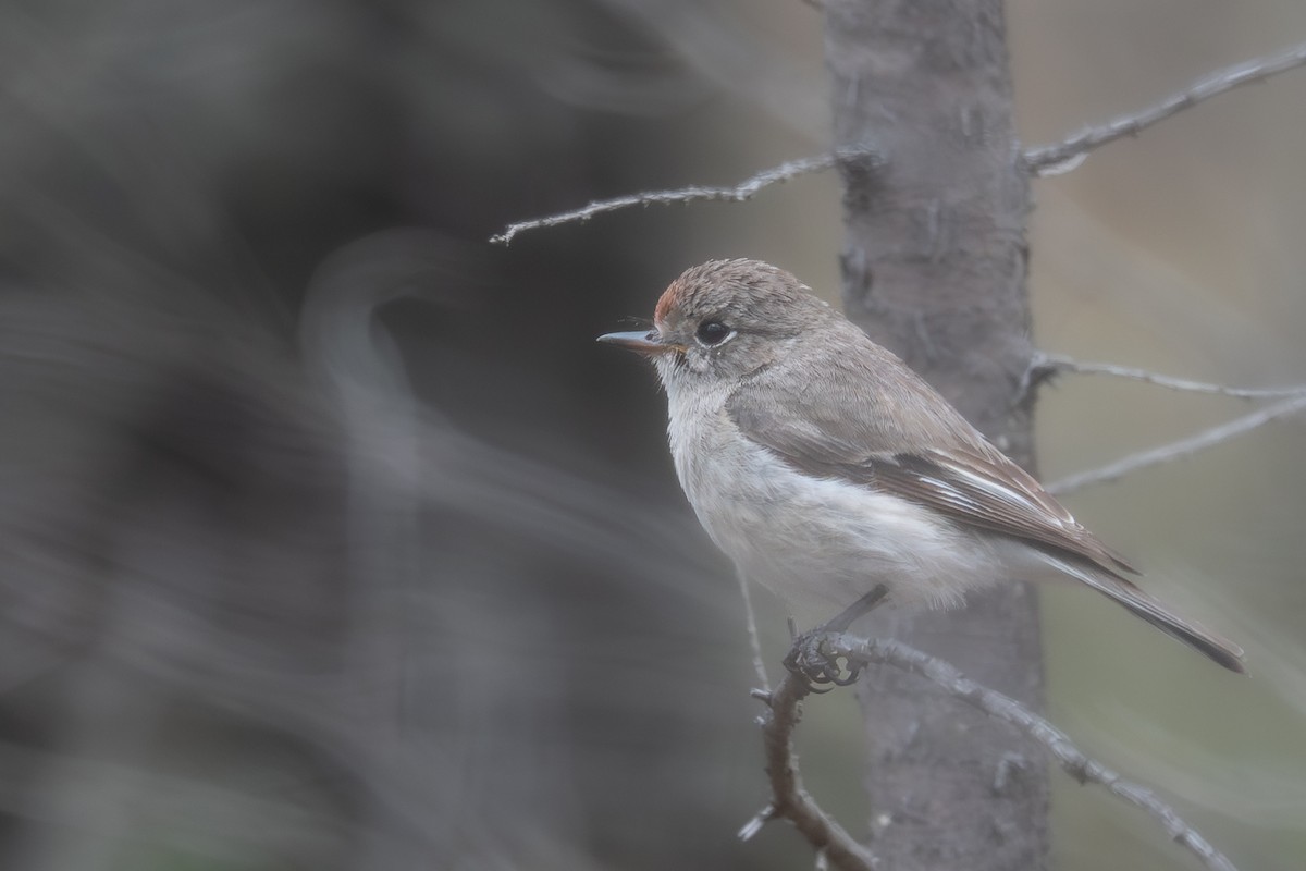 アカビタイサンショクヒタキ - ML646760467