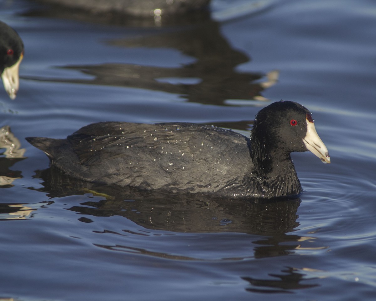 American Coot - ML646760469