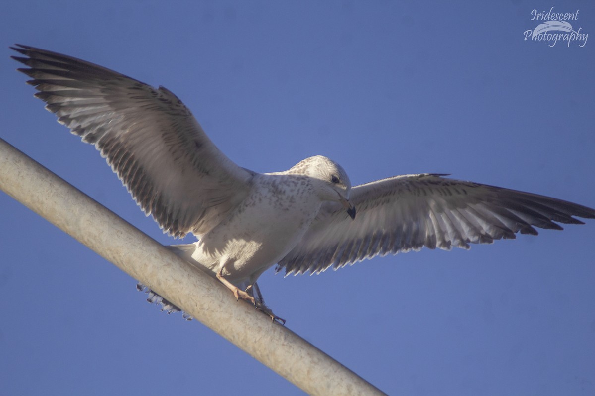 Ring-billed Gull - ML646760470